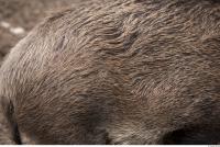 boar fur 0004